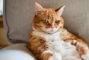 怎样训练你的猫咪？需要注意什么问题？
