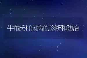 牛布氏杆菌病的诊断和防治