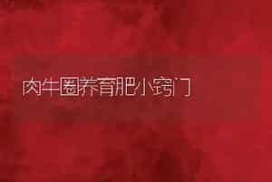 肉牛圈养育肥小窍门