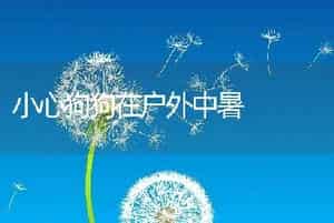 小心狗狗在户外中暑