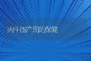 肉牛围产期的保健