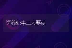 饲养奶牛三大要点