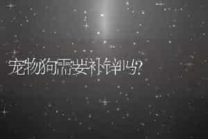 宠物狗需要补锌吗?