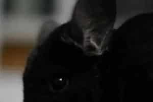 纯黑龙猫的外形特点