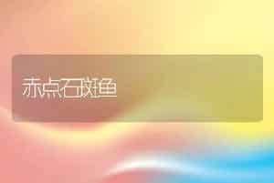赤点石斑鱼