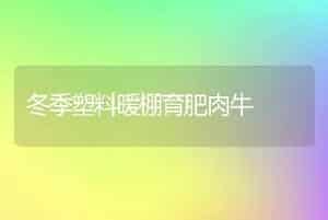 冬季塑料暖棚育肥肉牛