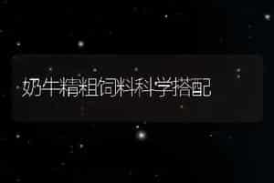 奶牛精粗饲料科学搭配