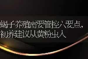蝎子养殖需要管控六要点，初养建议从黄粉虫入