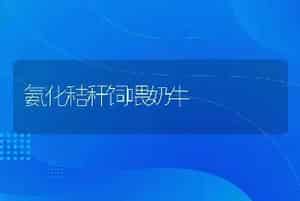 氨化秸秆饲喂奶牛