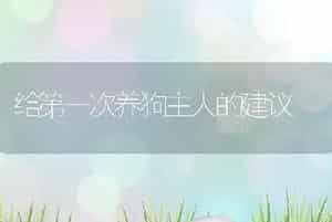 给第一次养狗主人的建议