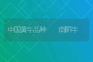 中国黄牛品种――南阳牛