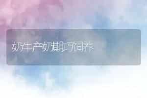 奶牛产奶期巧饲养