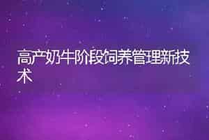 高产奶牛阶段饲养管理新技术