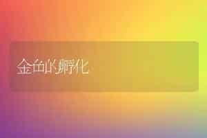 金鱼的孵化