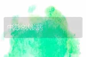牛海绵状脑病