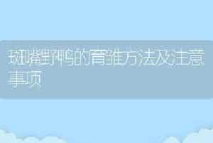 斑嘴野鸭的育雏方法及注意事项