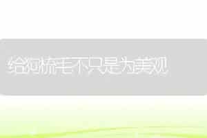给狗梳毛不只是为美观