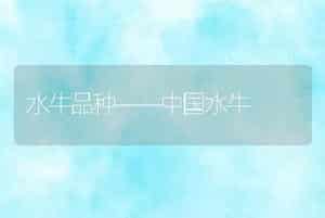 水牛品种――中国水牛