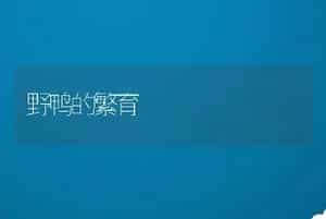 肉牛产科病-母牛不孕症