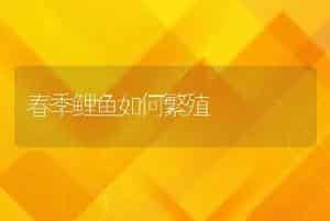 春季鲤鱼如何繁殖