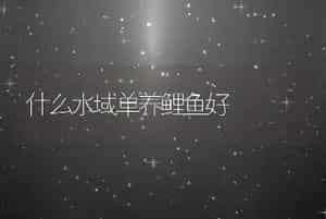 什么水域单养鲤鱼好