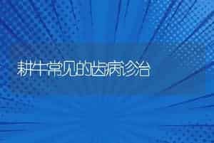 耕牛常见的齿病诊治