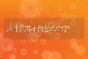 肉牛营养不良怎么治疗？