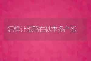 犊牛饲养的注意事项