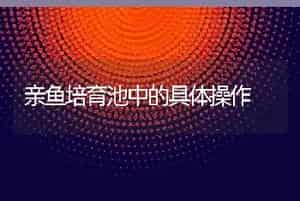亲鱼培育池中的具体操作