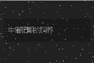 牛催肥期的饲养