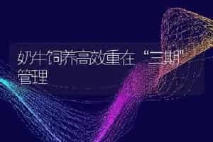 奶牛饲养高效重在“三期”管理