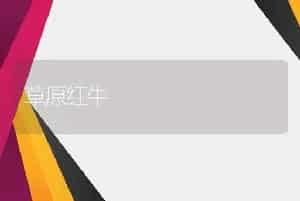 草原红牛