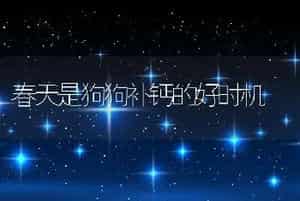 春天是狗狗补钙的好时机