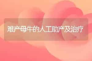 难产母牛的人工助产及治疗