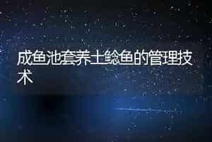 成鱼池套养土鲶鱼的管理技术