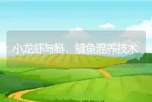 小龙虾与鲢、鳙鱼混养技术