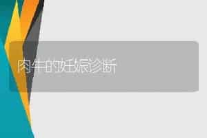 肉牛的妊娠诊断