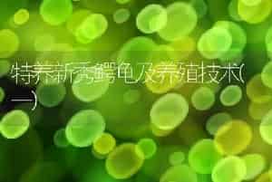 特养新秀鳄龟及养殖技术(一)