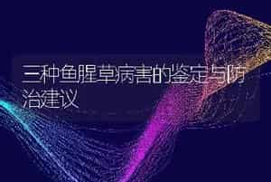 三种鱼腥草病害的鉴定与防治建议