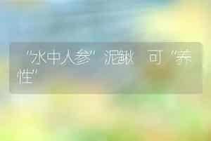 “水中人参”泥鳅 可“养性”
