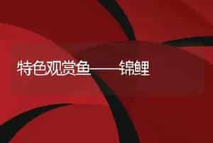 特色观赏鱼――锦鲤
