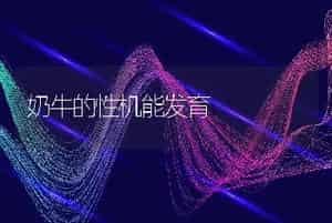奶牛的性机能发育