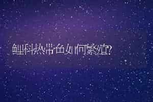 鲤科热带鱼如何繁殖?