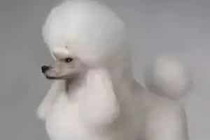 贵宾犬剃毛需要注意哪些方面?