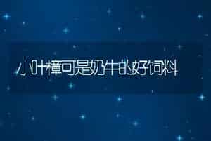 小叶樟可是奶牛的好饲料