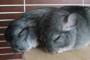 标准灰龙猫的品种简介