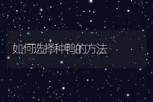 稻草喂牛需注意