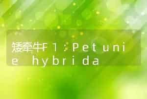 矮牵牛F1：Petunie hybrida