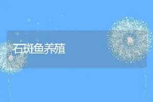 石斑鱼养殖