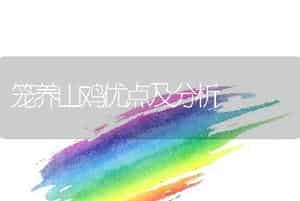 笼养山鸡优点及分析